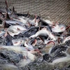 2018年越南查鱼出口有望达21亿美元
