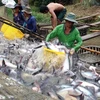 越南查鱼对美国出口激增