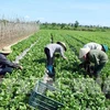 越南FLC集团与以色列企业加强农业合作