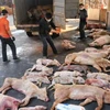 非洲猪瘟疫情应急处置模拟演练在老街省举行