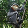 广南省将极其稀有的灰腿白臀叶猴保护与促进旅游可持续发展相结合