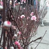 河内市部分集市出现桃花的身影 