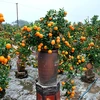 天气反常造成金橘种植户经济损失严重