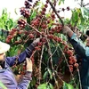 咖啡是越南出口阿尔及利亚的第一大产品