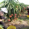 越南水果产品销售市场广阔