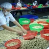 越南腰果加工和出口量独居世界第一
