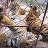 严厉打击贩卖野生动物的非法交易行为