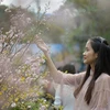 2019年日本-河内樱花节将展现世界奇观