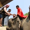 颇具本土文化特色的祈求大象健康仪式在得乐省举行 