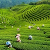 越南2019年第一季度茶叶出口额增长15.4% 