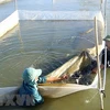 平定省鱿鱼养殖模式效果良好 为渔民带来稳定收入 