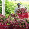  越南水果逐步征服苛刻市场