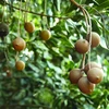 越南林同省一家公司向韩国与新加坡出口10吨澳洲坚果