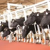 越南牛奶产量在东盟地区排名第二