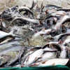越南查鱼征服中国市场