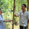 清化省协助农民发展林业经济