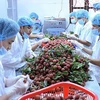 2019年前6个月越南蔬果出口额突破20亿美元