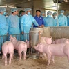 越南非洲猪瘟疫情形势依然复杂严峻