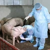 越南西宁省与柬埔寨柴桢省配合预防非洲猪瘟疫情