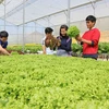 越南农业力争2030年跻身世界15个最发达国家之列