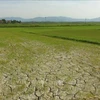 越南中部超过6.5万公顷农作物面临旱灾和缺水危机 