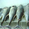  越南金枪鱼向意大利出口急剧上升