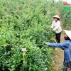 药材种植模式帮助广平省山区农民脱贫致富 