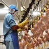 泰国对中国的鸡肉产品出口激增