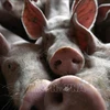 菲律宾首都马尼拉出现非洲猪瘟