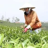 今年前10月茶叶出口增长14%以上 