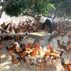 提高安世山鸡质量 走向世界市场