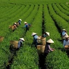 宣光省：绿色茶叶种植模式帮助居民脱贫致富