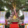 菩提树是印度与越南在文化及文明方面上的悠久联系之象征