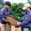 升级越南咖啡品牌