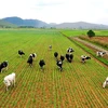 越南养殖业朝着工业化、现代化方向发展