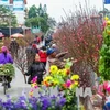 2020年河内迎春花市即将开市 50多个赏花点等你来赏购