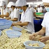 2020年越南腰果出口额力争达到40亿美元 