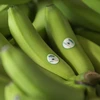 黄英嘉莱集团柬埔寨工厂向中国出口首批香蕉