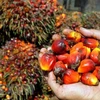 印度降低对来自东盟国家的棕榈油进口税 