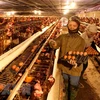 政府总理要求强化H5N1禽流感防控措施