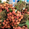 越南为新鲜荔枝产品进入日本市场作出充分准备