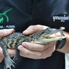 在柬埔寨的豆蔻山中发现了10条濒危的鳄鱼宝宝