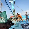 越南多措并举打击非法捕捞活动