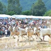 安江省力争让七山赛牛节成为国际性赛事 