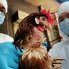 越南政府总理发布关于预防畜禽疫病的通知