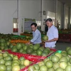 槟椥省为绿皮柚子打造生产价值链