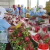 越南农产品和家禽出口活动较为乐观