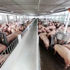 全国猪群总数达2400万头