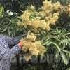 海阳省荔枝花盛开 蜜蜂采蜜忙