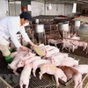 越南政府副总理郑廷勇：促进生猪数量增加 确保市场供求平衡